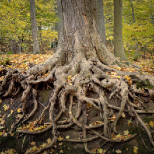 Árbol y raices