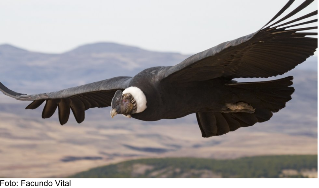 Reinventarse y aprender a volar